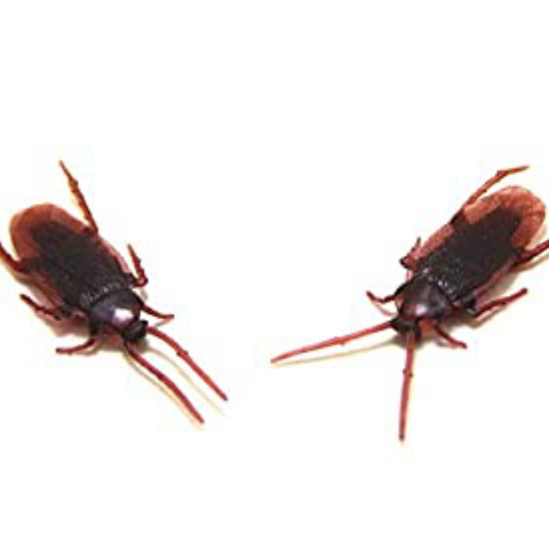 Fake Plastic Halloween Roach Cockroach - 6ct