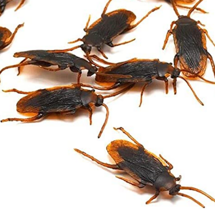 Fake Plastic Halloween Roach Cockroach - 6ct